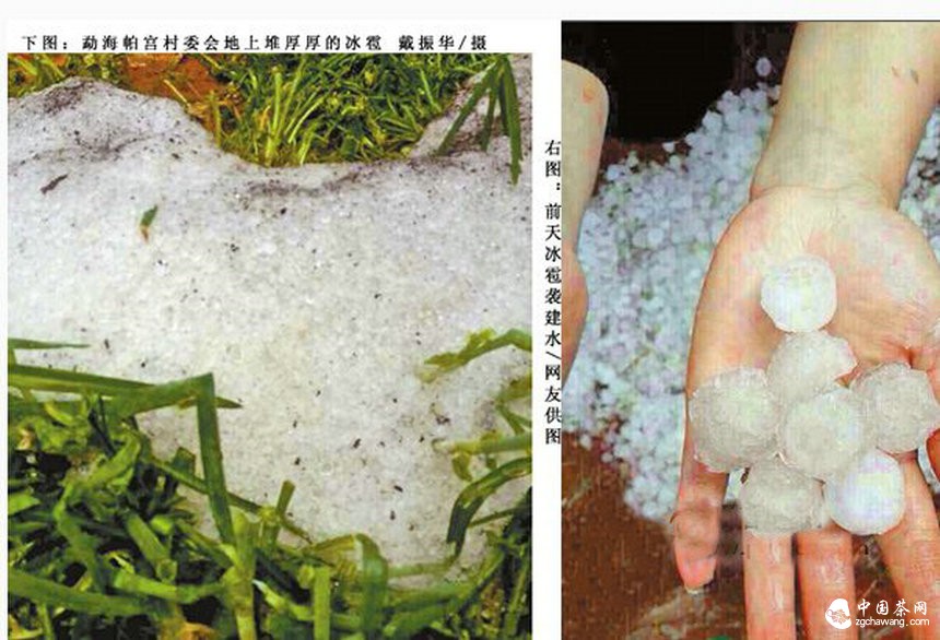 勐海冰雹來(lái)襲，春茶嫩芽被打落在地