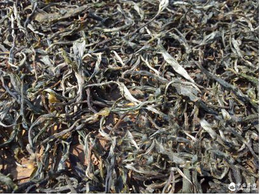 云南普洱春茶價回落 茶農(nóng)茶商感到很寬慰