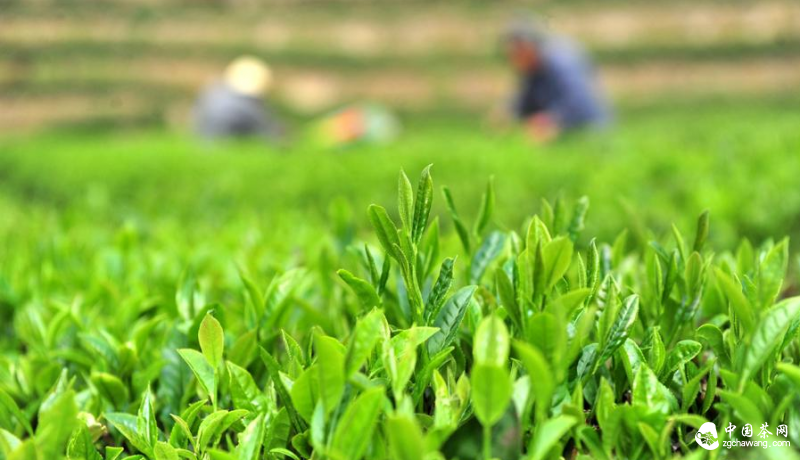 茶農(nóng)在茶山采摘春茶