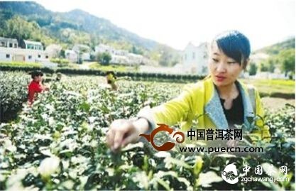 廬江：白云春毫主產(chǎn)地開采2015年春茶