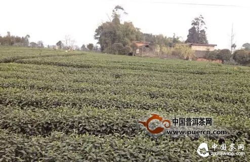 【茶播報(bào)】3月25日春茶播報(bào) 