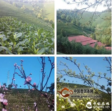 【茶播報(bào)】3月25日春茶播報(bào) 