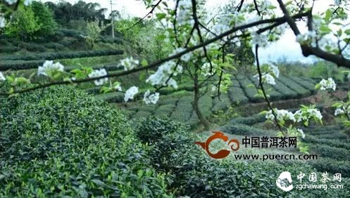 【茶播報(bào)】3月25日春茶播報(bào) 