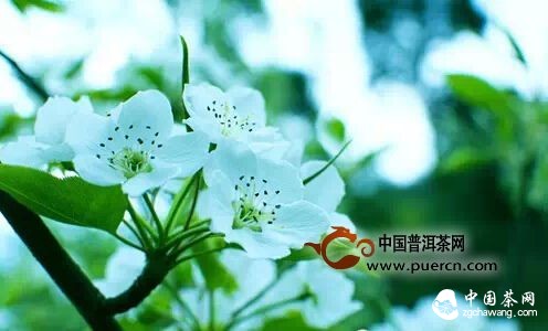 【茶播報(bào)】3月25日春茶播報(bào) 