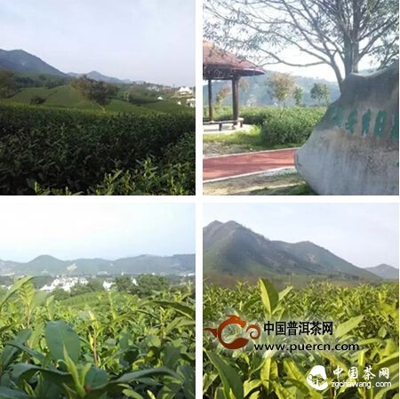 【茶播報(bào)】3月26日春茶播報(bào) 
