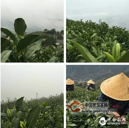 【茶播報(bào)】3月26日春茶播報(bào) 