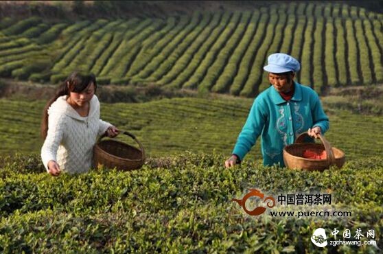 威寧：高原有機(jī)茶葉進(jìn)入