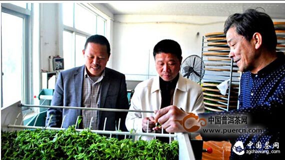 永嘉烏牛早茶喜獲豐收 專家指導(dǎo)茶園管理