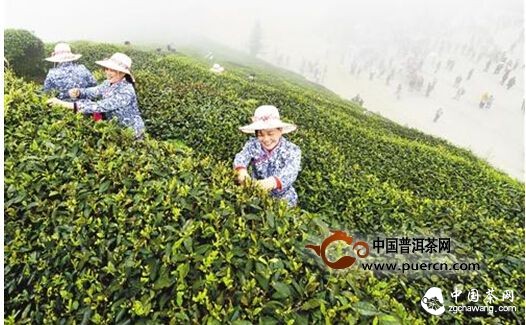 江津富硒貓山采茶節(jié)啟動(dòng) 