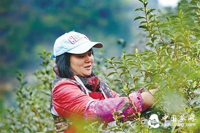 重慶茶葉市場:春茶大量上市 簡裝茶更受歡迎