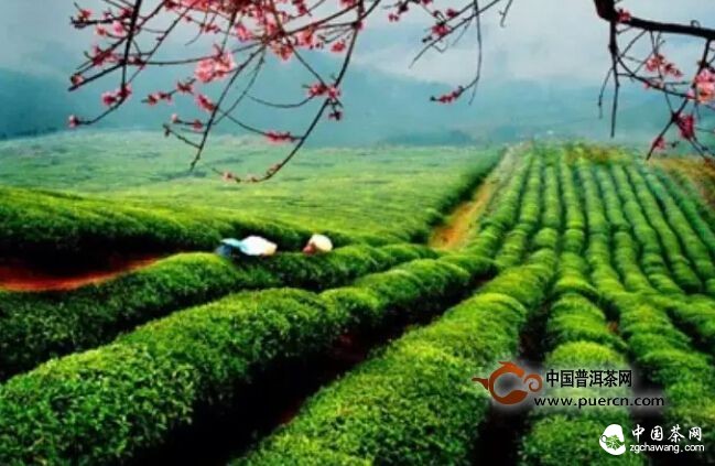 2015中國(guó)茶葉流通協(xié)會(huì)&mdash;&mdash;安吉茶情 