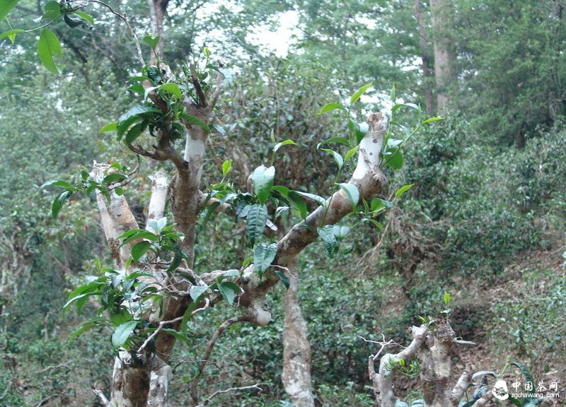 古樹(shù)茶這杯“古董”應該如何喝？