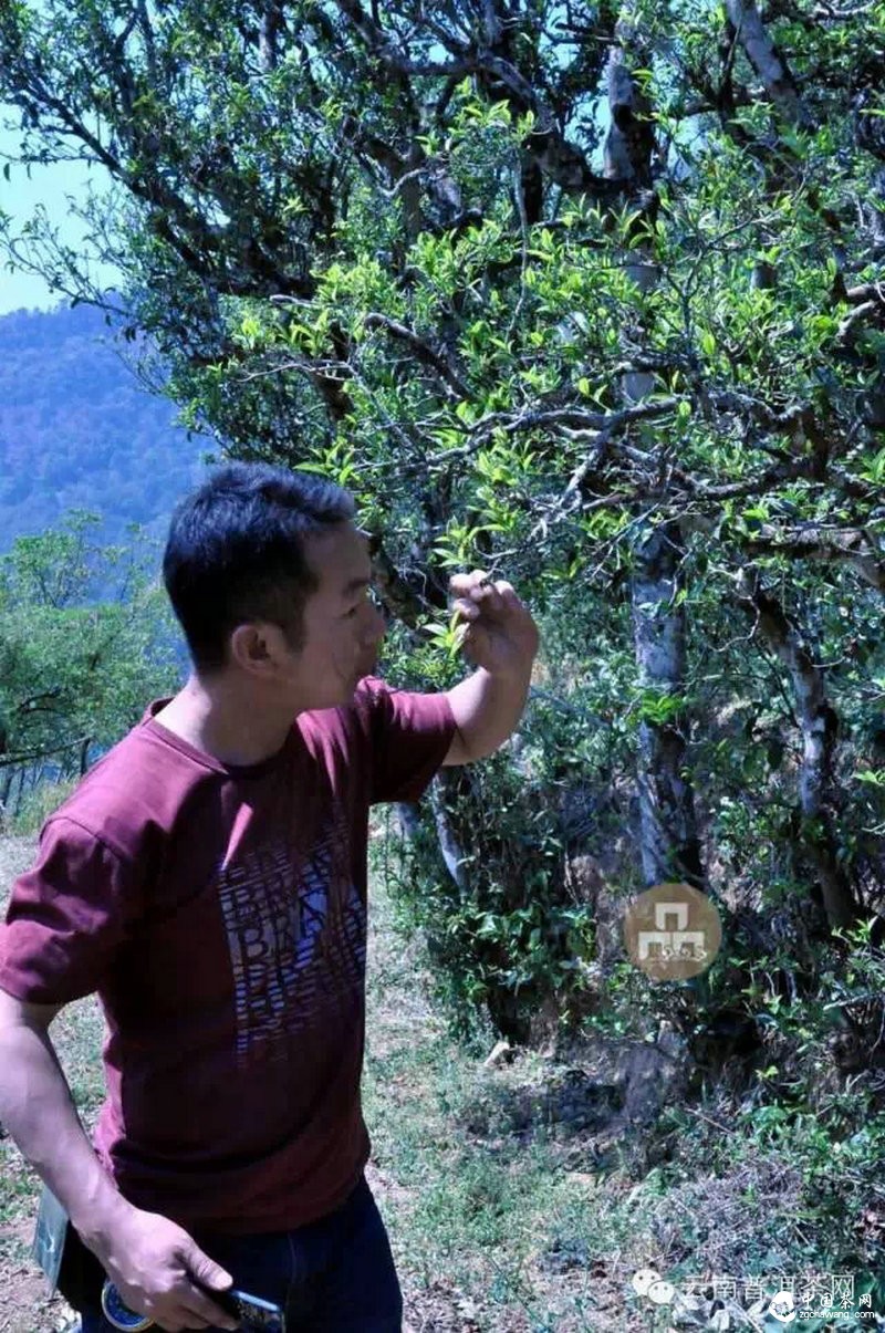 2015云南茶山全程實(shí)錄 千里足跡