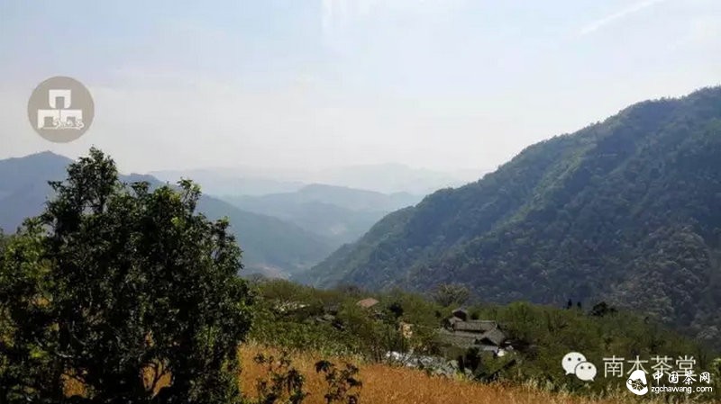 你喝的茶生長(cháng)在這里 你看見(jiàn)過(guò)嗎？