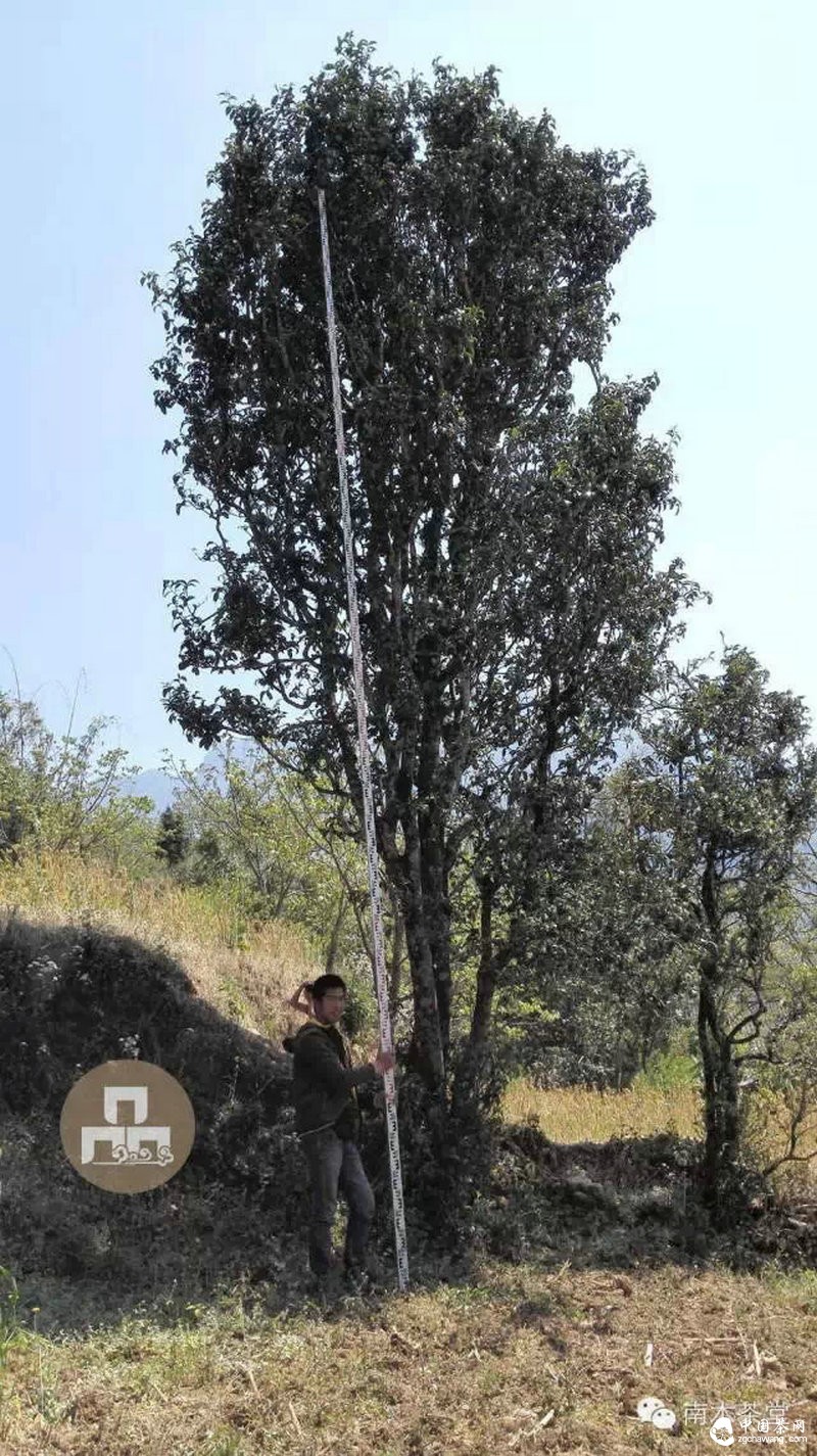 你喝的茶生長(cháng)在這里 你看見(jiàn)過(guò)嗎？