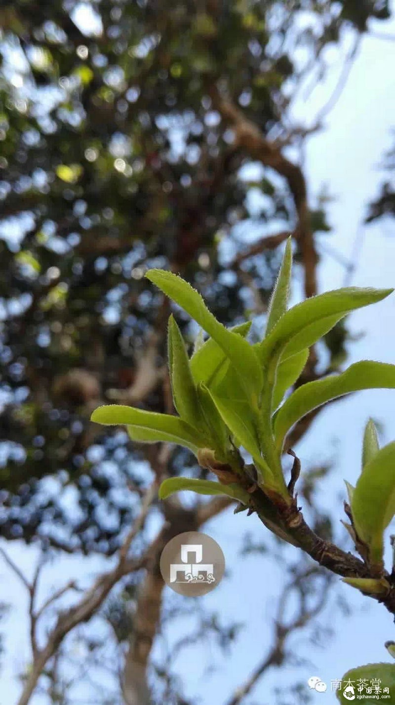 你喝的茶生長(cháng)在這里 你看見(jiàn)過(guò)嗎？