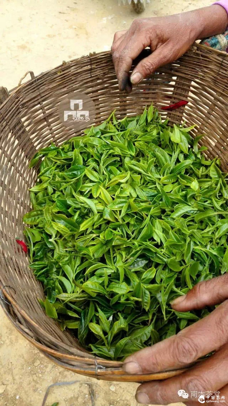 你喝的茶生長(cháng)在這里 你看見(jiàn)過(guò)嗎？