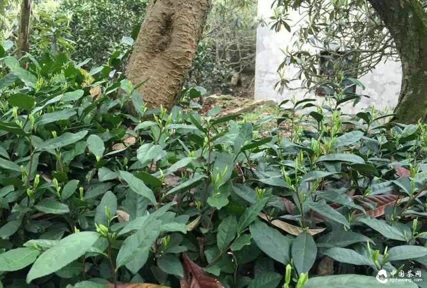 2天長(cháng)了3公分！高溫下的明前茶如妖精般瘋長(cháng) 品質(zhì)可能受影響