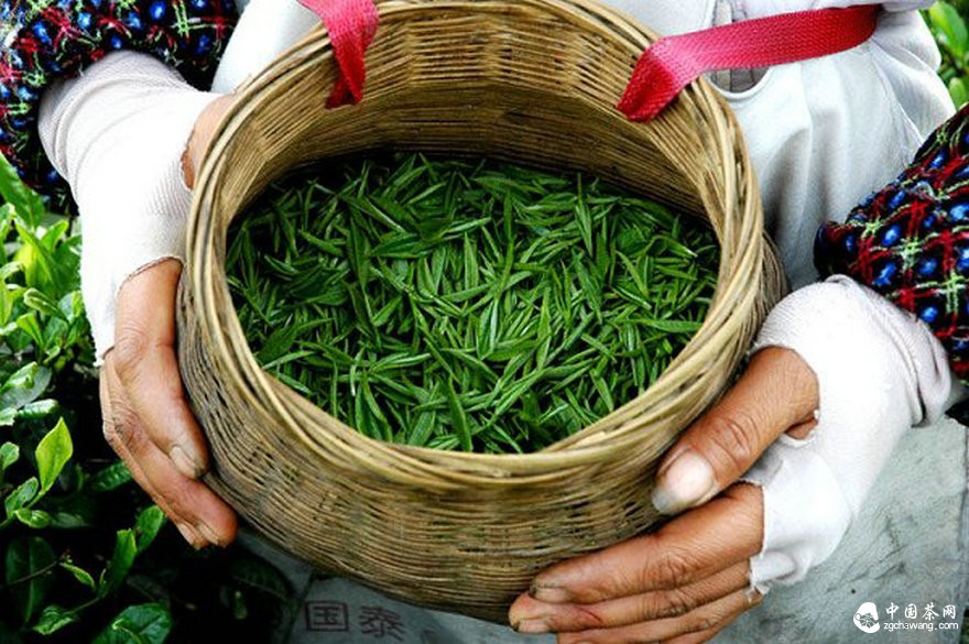 年銷(xiāo)茶葉破10億元 商賈四方點(diǎn)茶成金