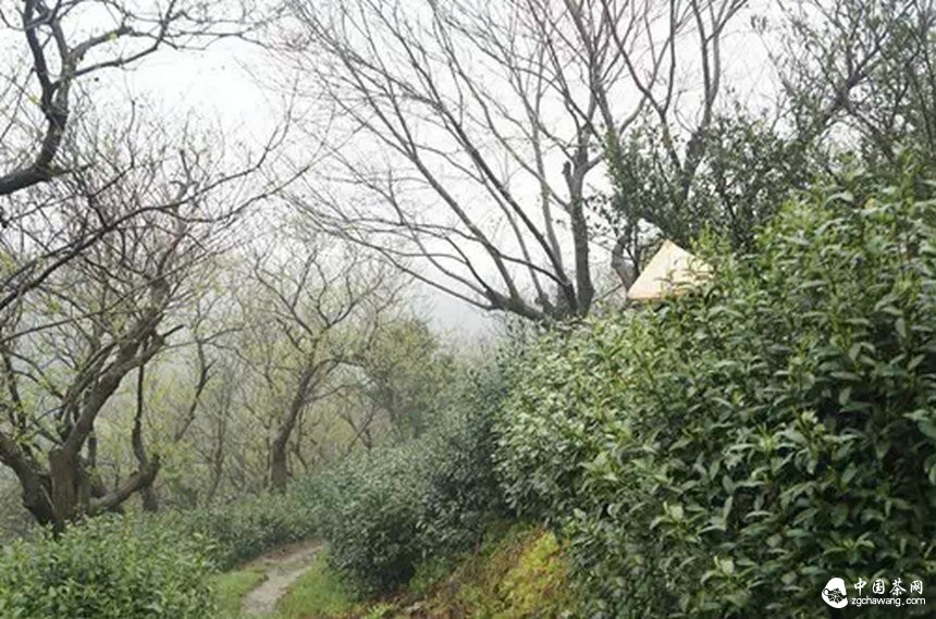 4月7日春茶播報