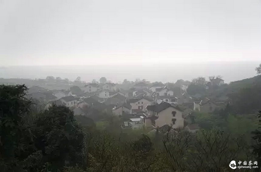 4月7日春茶播報