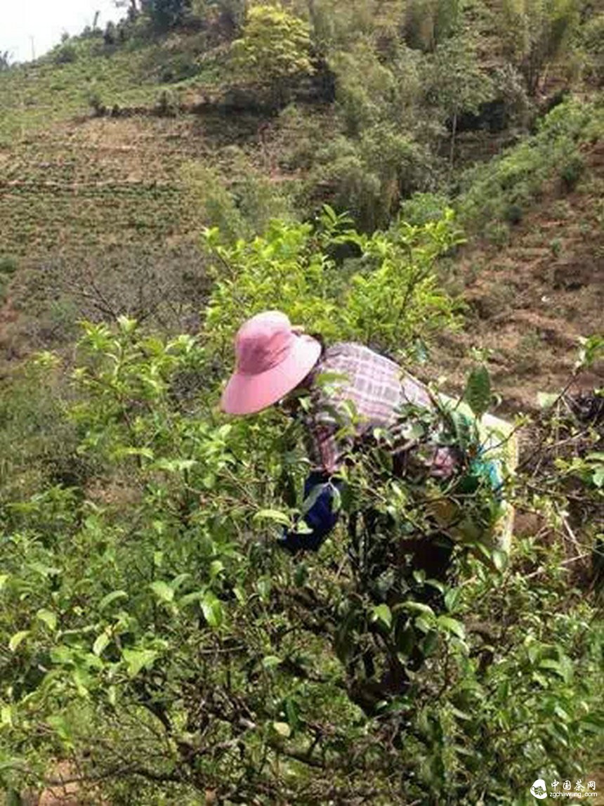 4月7日春茶播報