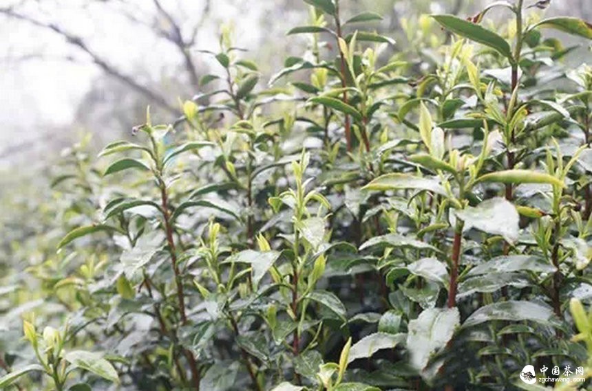 4月7日春茶播報