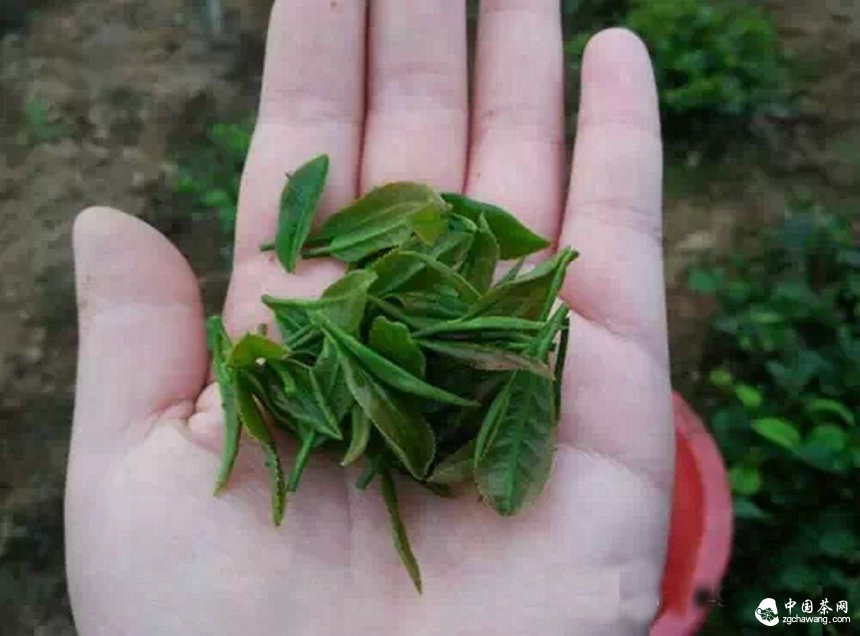 4月7日春茶播報