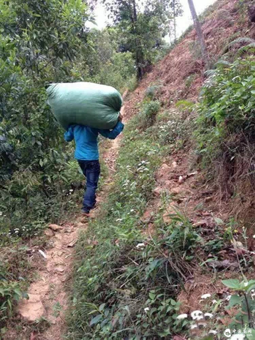 4月7日春茶播報
