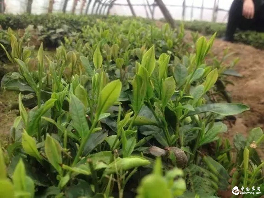 4月7日春茶播報