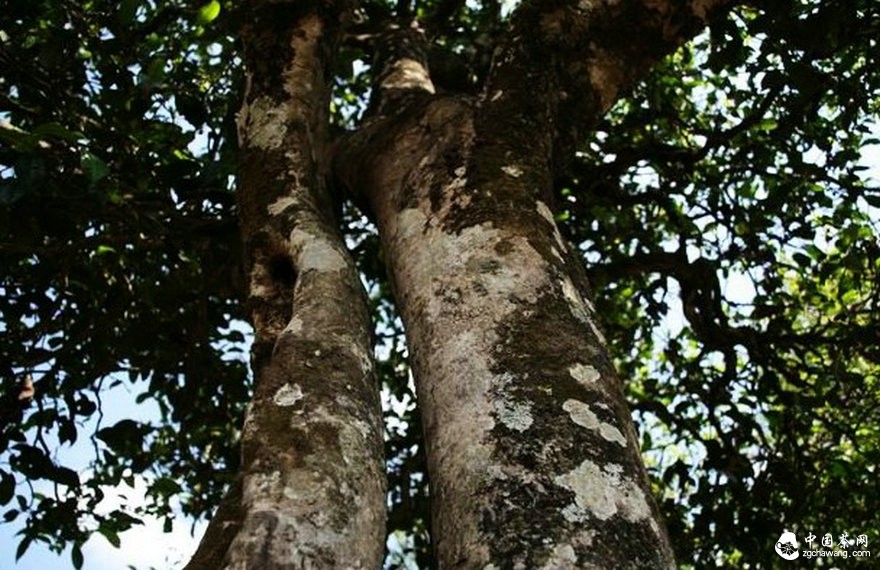 茶市觀(guān)察:普洱春茶價(jià)今年“穩”字當先