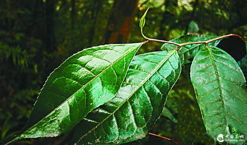習水國家級自然保護區:千株古茶樹(shù) 藏在深山中