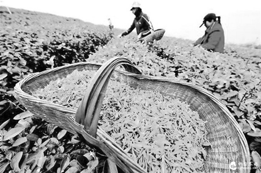 濟南不同品種綠茶價(jià)差達20倍 茶農:高價(jià)都是炒出來(lái)的