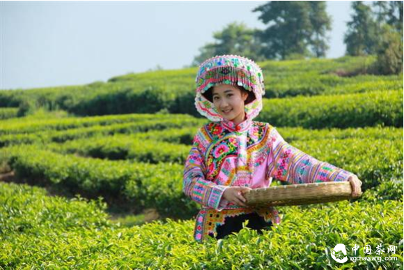 宜賓茶山茶園茶仙子茶美女茶姑娘