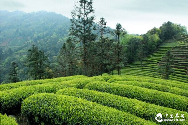 峨眉山茶山茶園