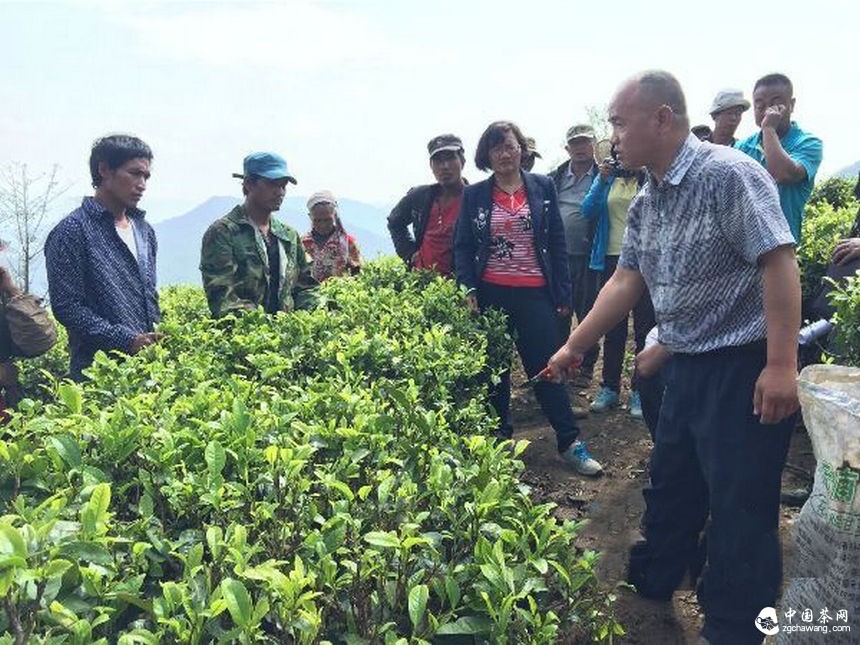云南滄源:開(kāi)展生態(tài)茶園培訓讓茶業(yè)增產(chǎn)增質(zhì)