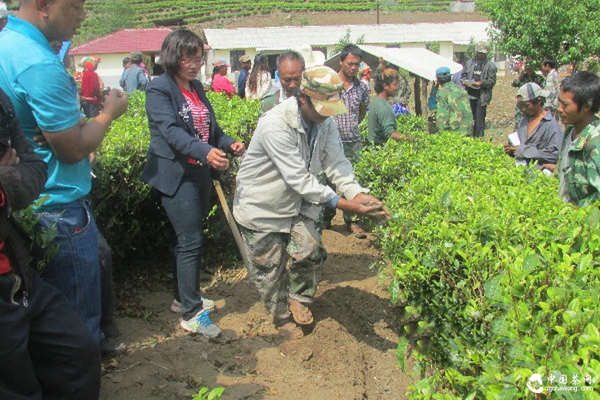 云南滄源:開(kāi)展生態(tài)茶園培訓讓茶業(yè)增產(chǎn)增質(zhì)