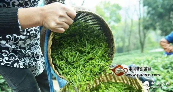 西湖龍井到底多少錢(qián)一斤？ 