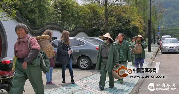 西湖龍井到底多少錢(qián)一斤？ 