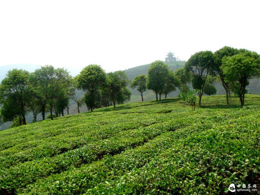 加快云南茶產(chǎn)業(yè)轉型升級 讓人文云茶健步遠行