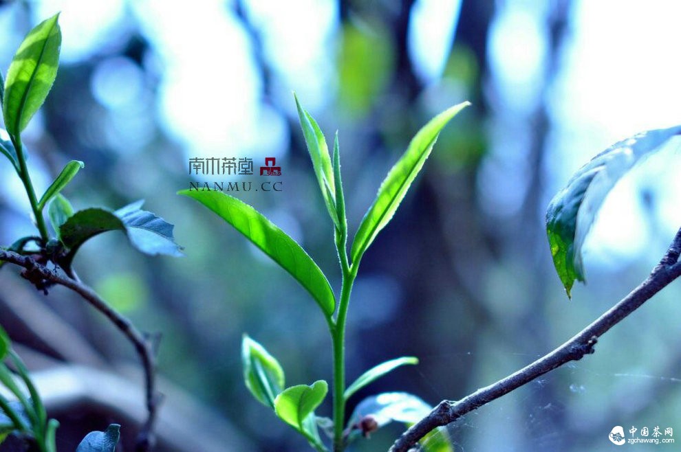 如約——相愛 穿梭在漫漫茶路上