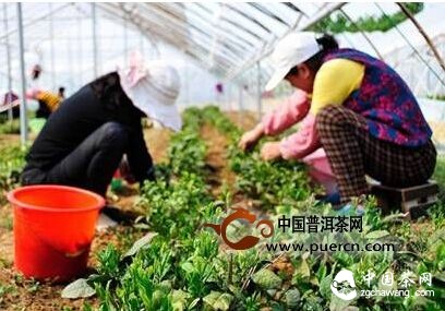 張格莊有機綠茶 中國最北端綠茶產(chǎn)地的自然饋贈