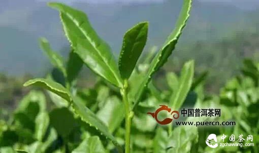 鐵觀音到底一斤值多少錢？ 