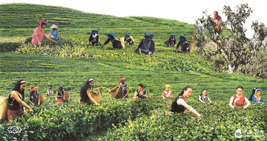  產(chǎn)業(yè)活了 農(nóng)民富了 