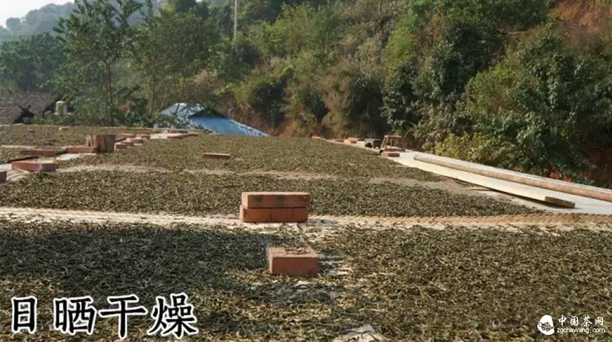 普洱茶不當(dāng)制程