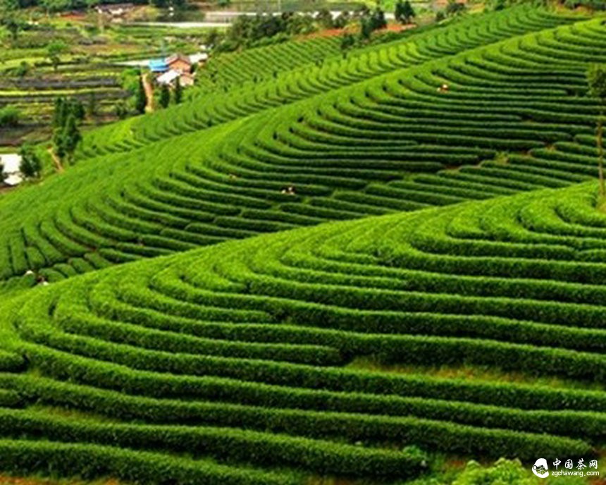 云南普洱古稀老人首創(chuàng)“立體生態(tài)茶園”