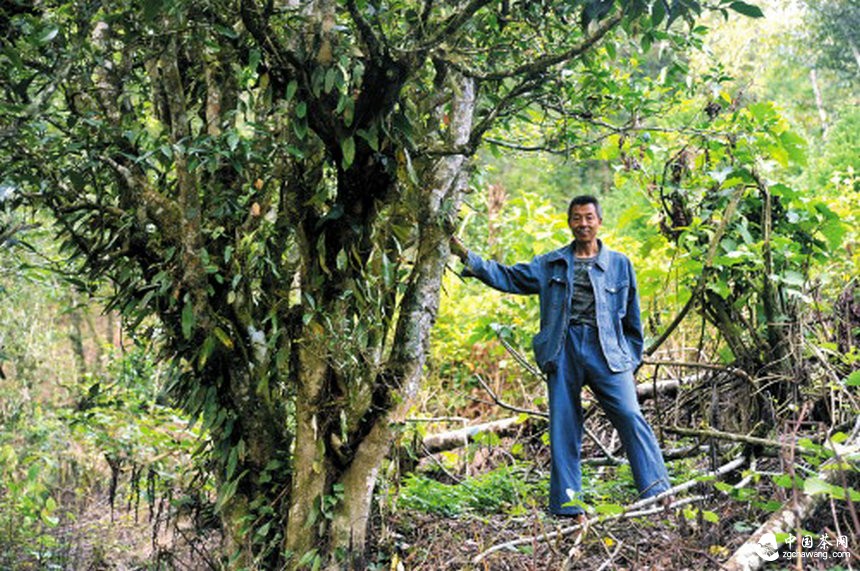走進(jìn)馬關(guān)古林箐 探秘茶馬古道上的古茶林