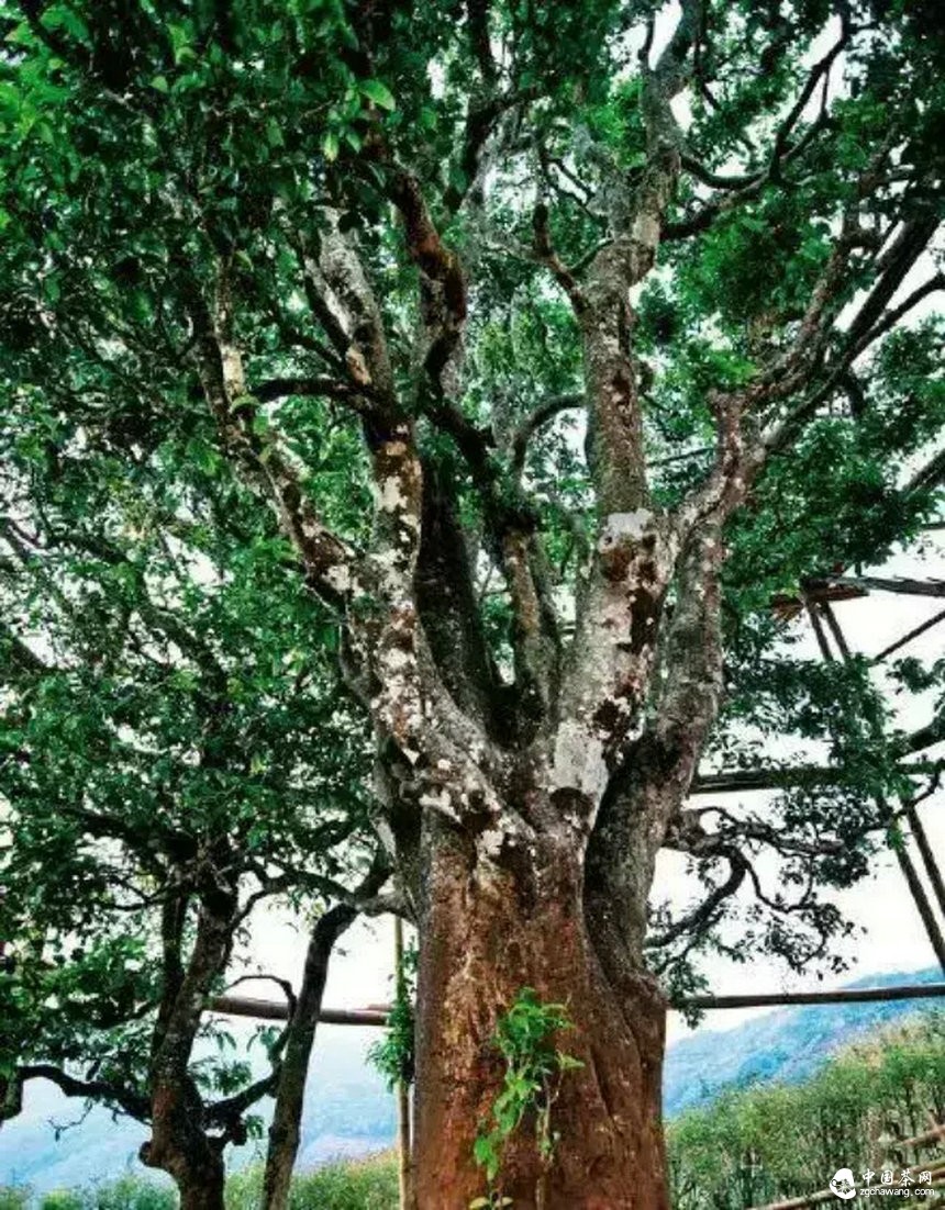 一路從歷史中走來，普洱茶在向我們?cè)V說著什么？