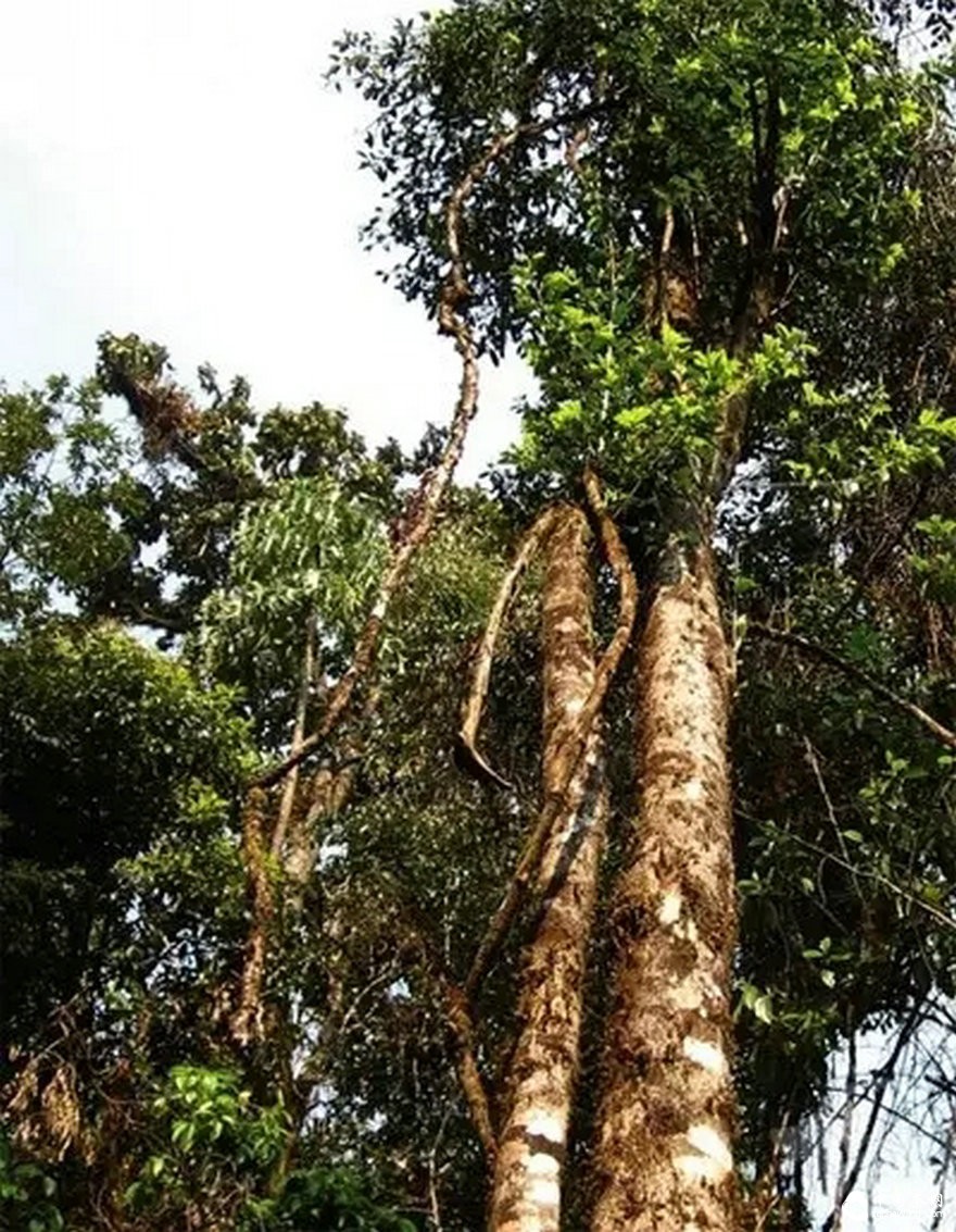 漲知識：世界上最大的三棵古茶樹 你知道嗎？