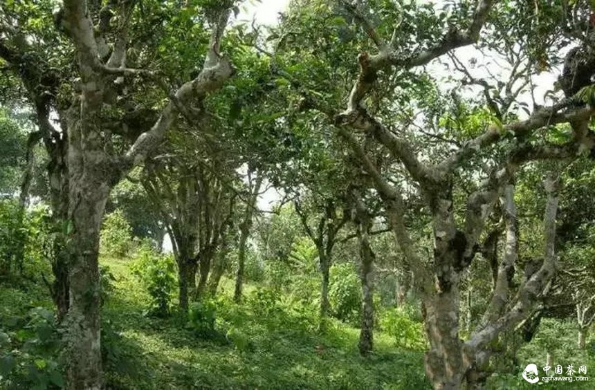 當(dāng)山頭不再被“特定”，普洱茶是不是另一種醒來(lái)？